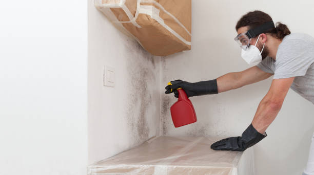 Professional Mold Cleanup technician working in Wallington, NJ