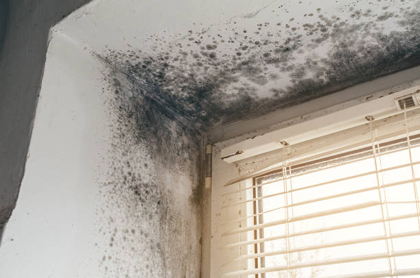Affordable Mold Cleanup solutions in Wallington, NJ