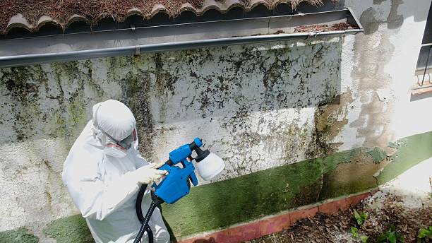 Top rated local Mold Cleanup specialists in Wallington, NJ